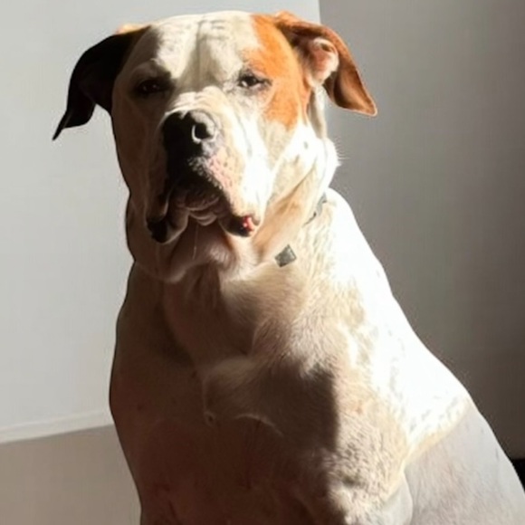 Meet your Posher, Robin - Picture 1 of 1